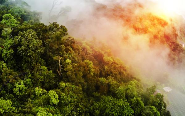 Causes of deforestation -