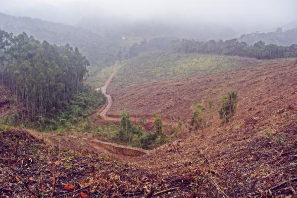 Causes of deforestation -