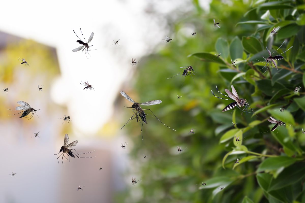 Scientists have just conducted a test with 30,000 mosquitoes to validate the effectiveness of a new mosquito repellent, and it is highly effective.