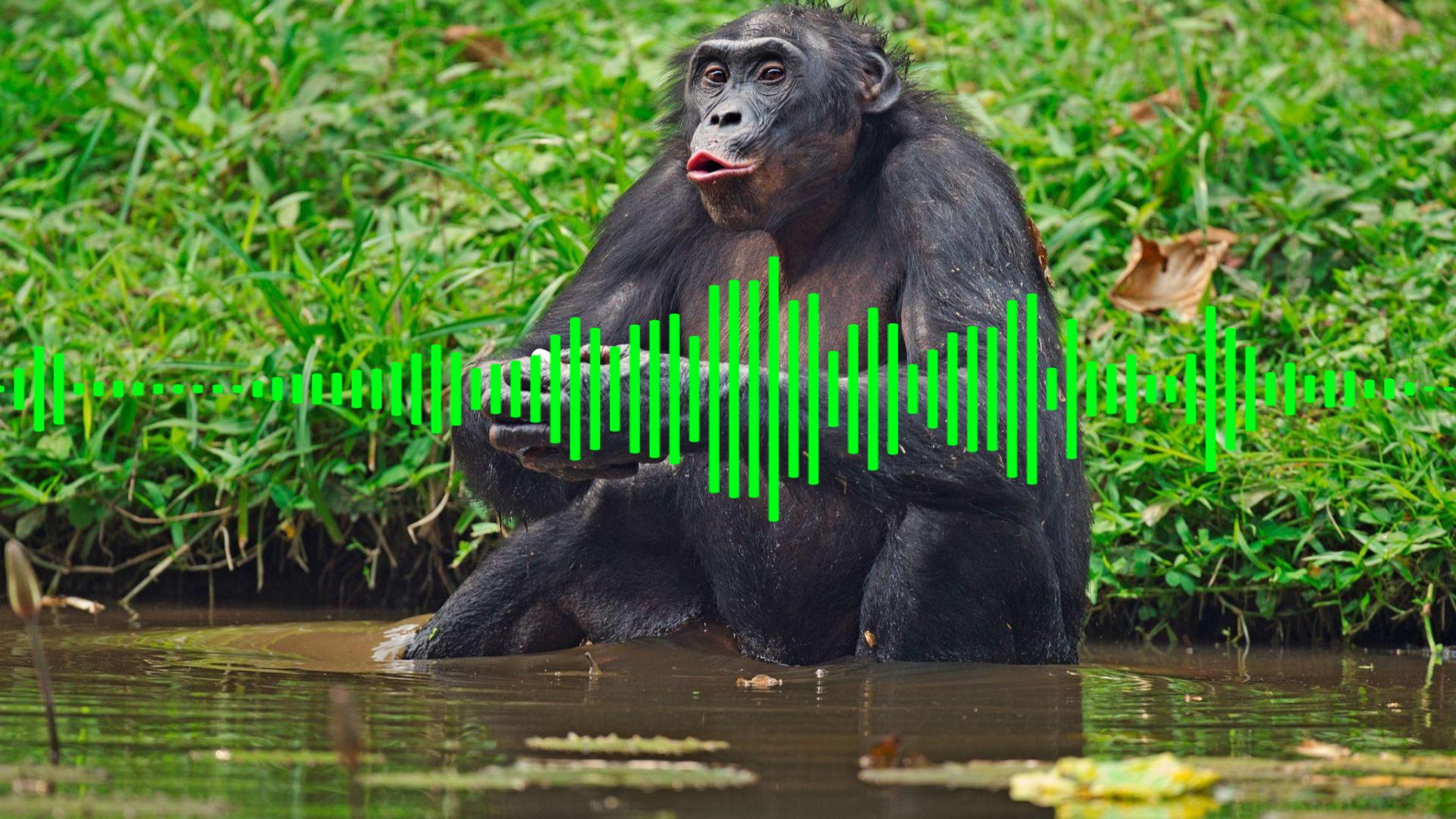 Those chattering of the bonobo