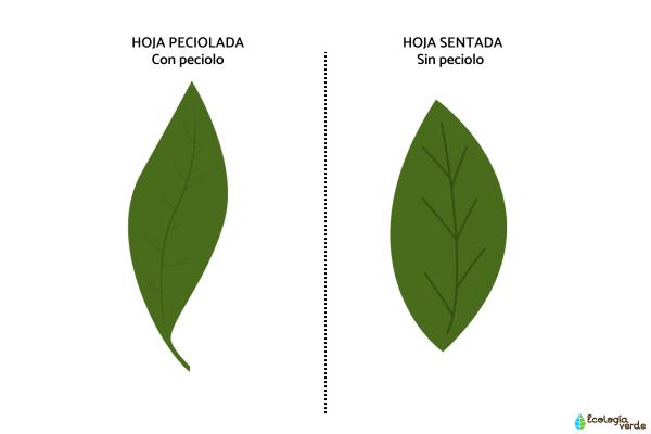 Types of leaves - Types of leaves according to the petiole
