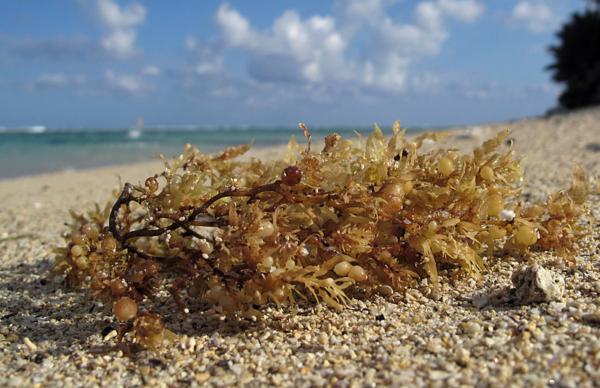 What is sargassum, where does it come and what is it for - what is the sea sargzo