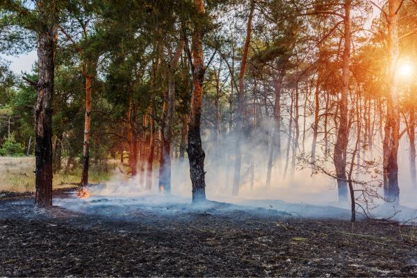 Firebreaks in the forest: what they are, types and how they help prevent forest fires - Does a firebreak in the forest completely stop a fire?