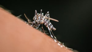 Aedes Albopictus Aedes Albopictus