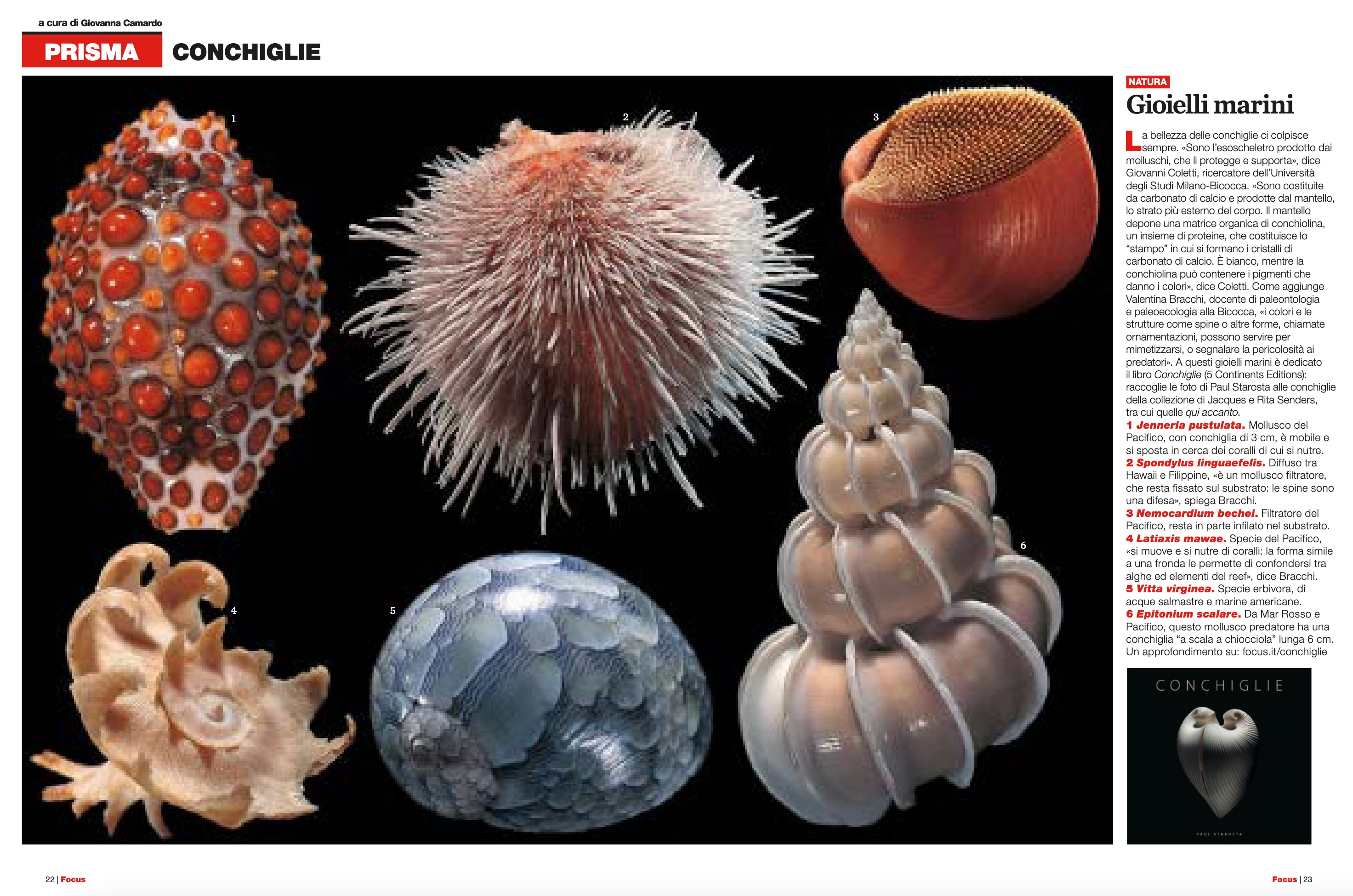 shells shells