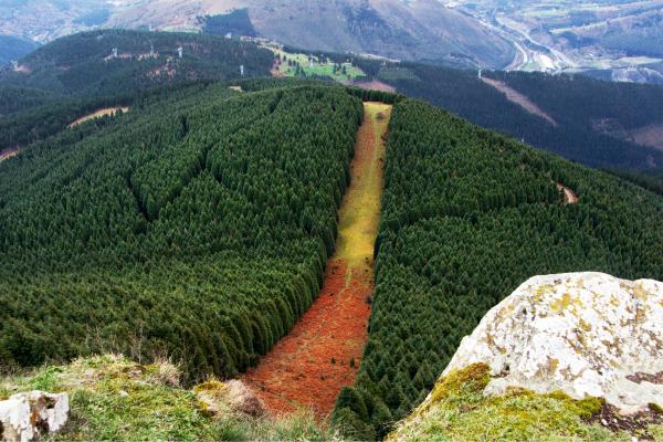 Cantivofuegos in the forest: What are, types and how they help prevent forest fires - What are the firewalls in the forest?