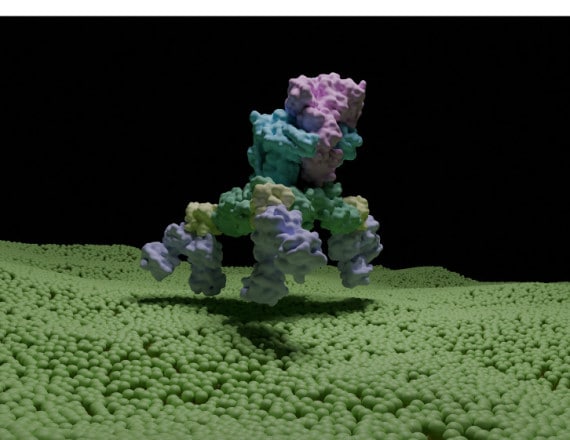 Botulino: struttura