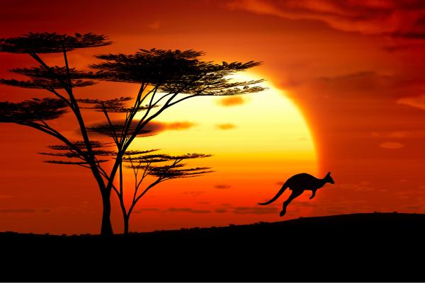 Study in Australia: cities, requirements and advice to live with its nature - coexistence with Australian nature