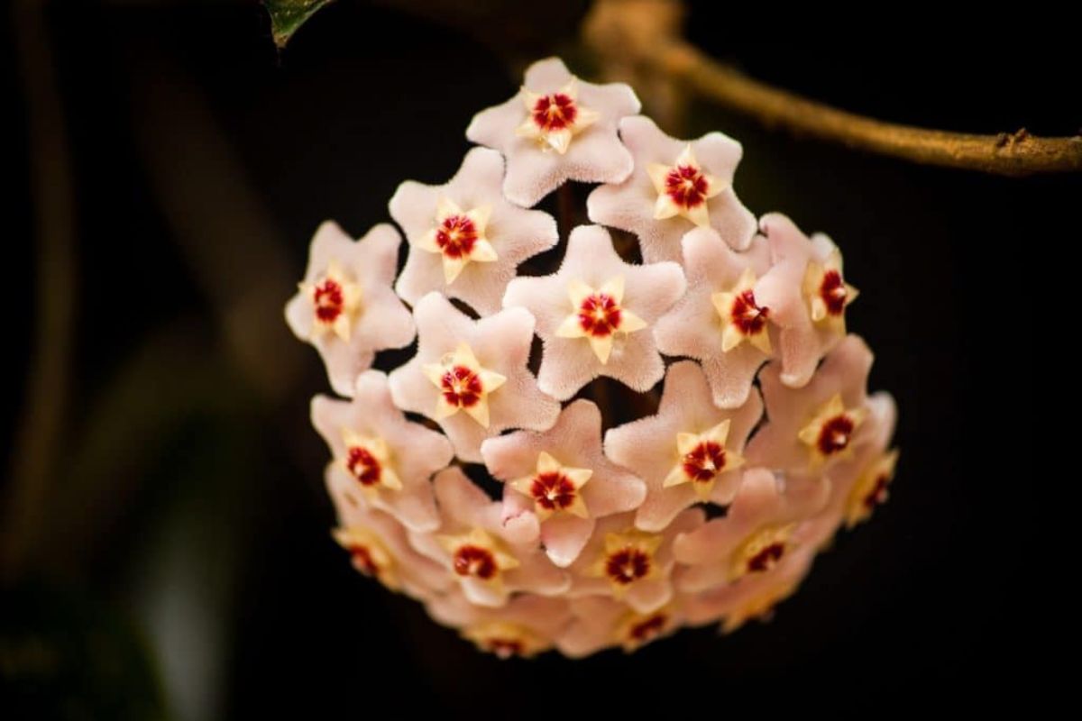 This little-known flower is the new star of indoor plants in 2025, it scents and beautifies your rooms all year round.