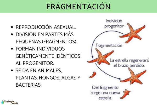 Fragmentation: What is, examples and how this form of asexual ...