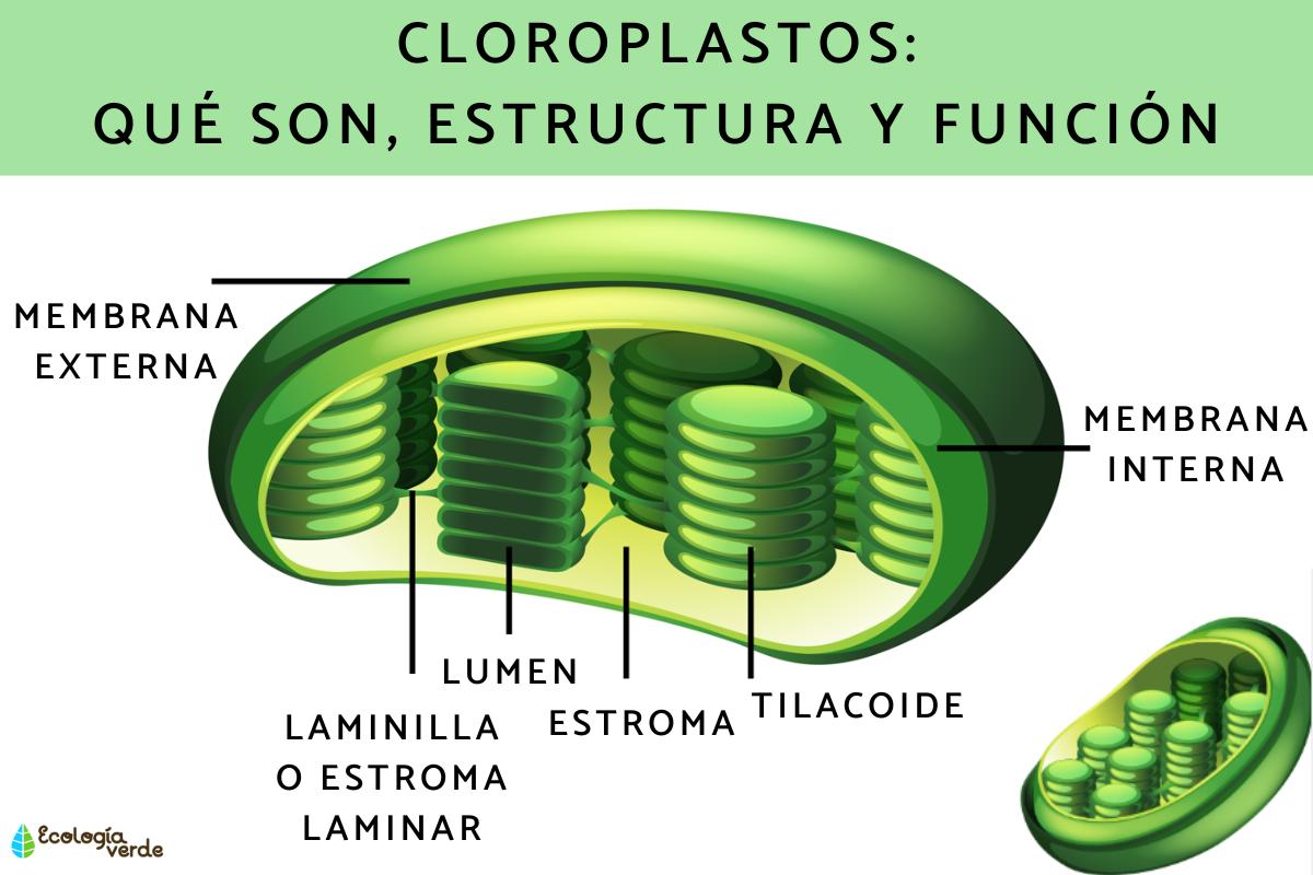 Chloroplasts: what they are, structure, function and where they are found