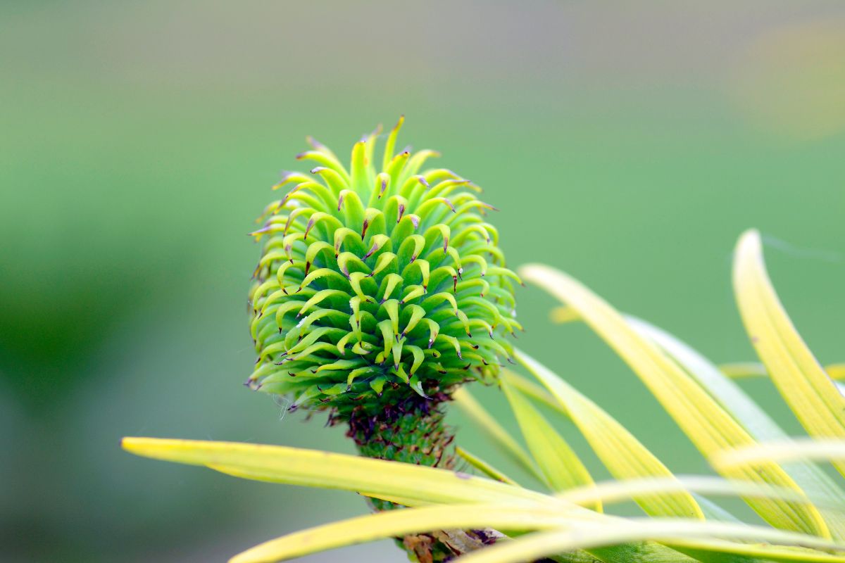 A tree dating back to the era of dinosaurs bears fruit for the first time, in the garden of two lucky retired English people.