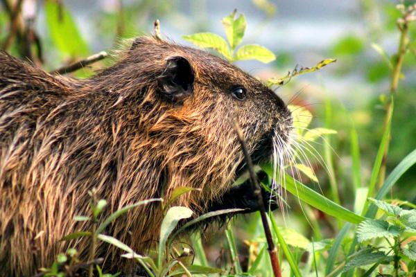 Coipú in Spain: an invasive species that threatens ecosystems - What is the environmental impact of the coipú on ecosystems?