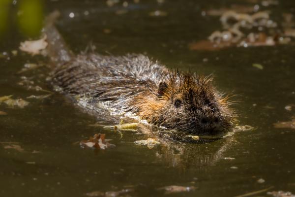 Coipú in Spain: an invasive species that threatens ecosystems - Why is the coipú an invasive species in Spain?