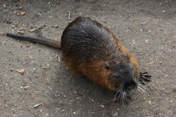Coipú in Spain: an invasive species that threatens ecosystems - How did the coipú get to Spain?