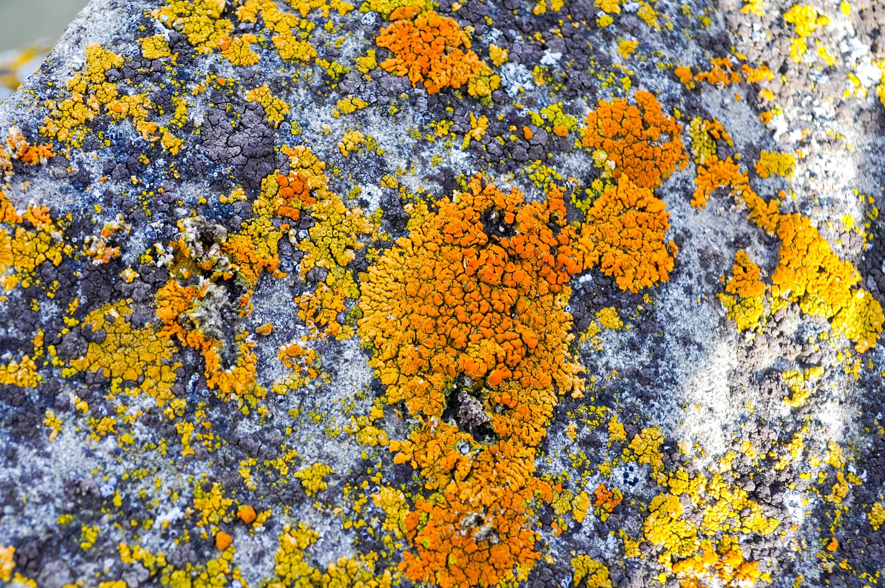 Lichens as flags: they help identify fossils