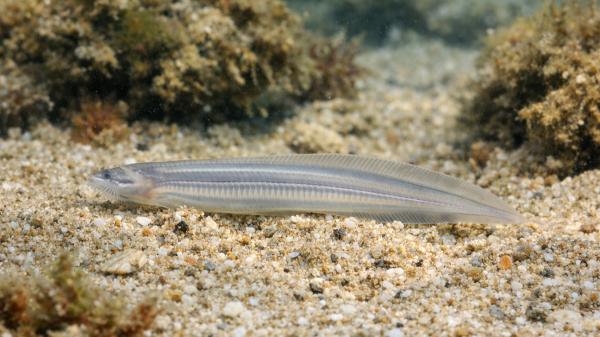 Amphioxus or cephalochordates: what they are, characteristics and examples - Examples of amphioxus or cephalochordates