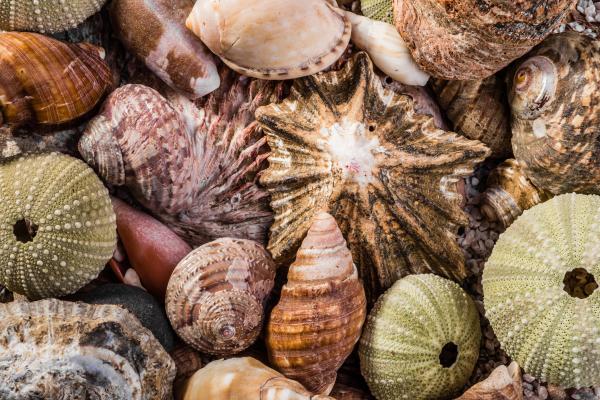 Malacology: what it is, what it studies and why this branch of zoology is important - What exactly does malacology study?