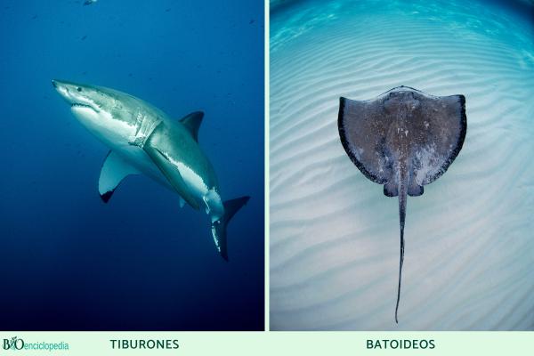 Elasmobranchs: what they are, characteristics and types - What types of elasmobranchs exist?