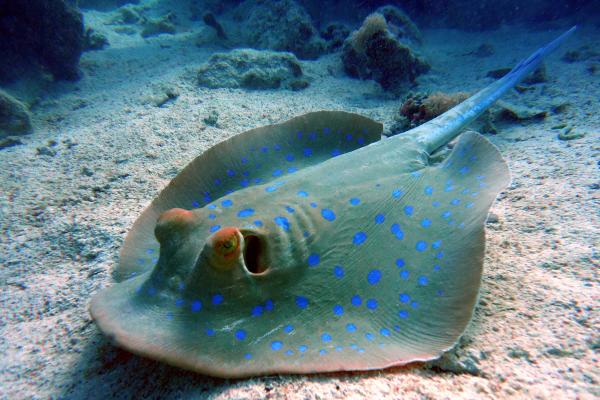 Elasmobranchs: what they are, characteristics and types - What do elasmobranchs eat?