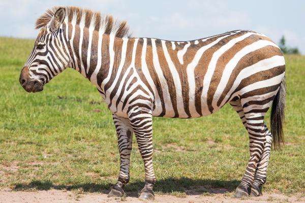 Types of zebras - Plains zebra (Equus quagga)