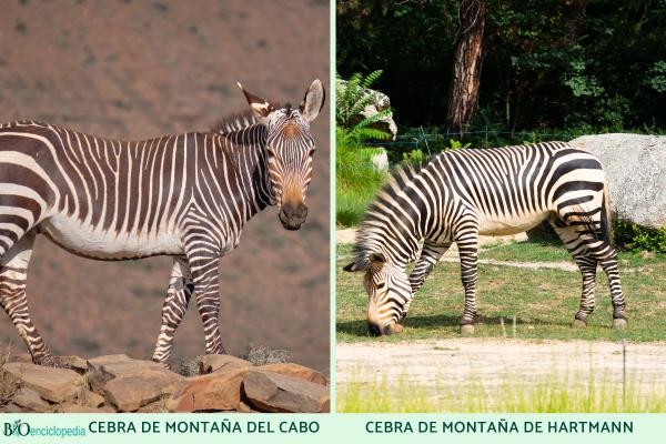 Types of zebras - Mountain zebra (Equus zebra)