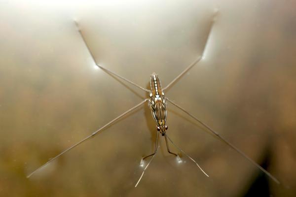 Aquatic insects: what they are, types, function and examples - Zapateros (Gerridae family)