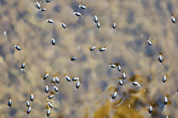 Aquatic insects: what they are, types, function and examples - Spinner beetle (family Gyrinidae)