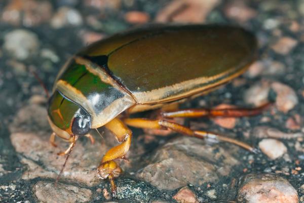 Aquatic insects: what they are, types, function and examples - Diving beetle (Dytiscidae family)