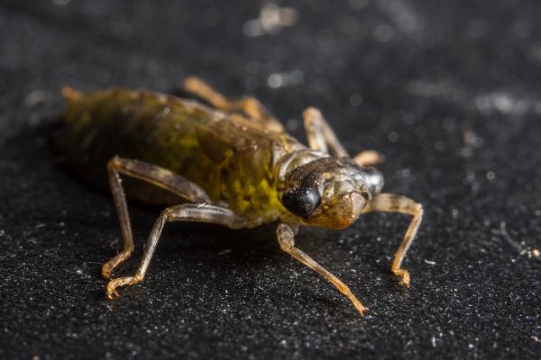 Aquatic insects: what they are, types, function and examples - Dragonfly larvae (order Odonata)