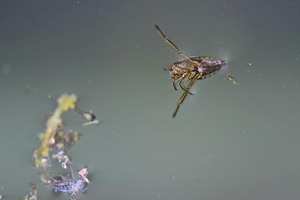 Aquatic insects: what they are, types, function and examples - Boatmen (family Corixidae)