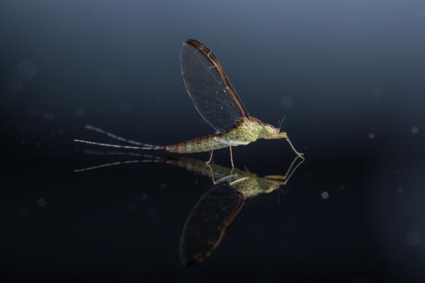 Aquatic insects: what they are, types, function and examples - Mayflies (order Ephemeroptera)