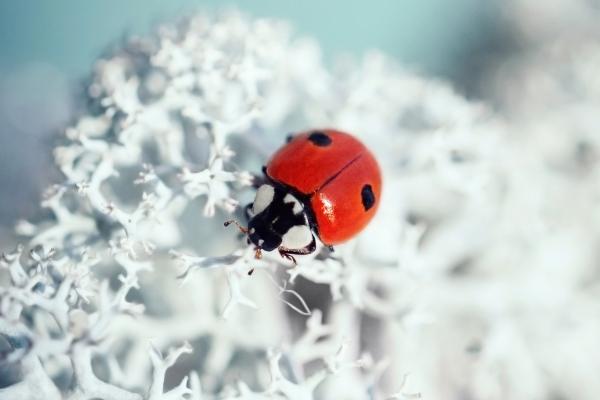Types of ladybugs - Two-spotted ladybug (Adalia bipunctata)