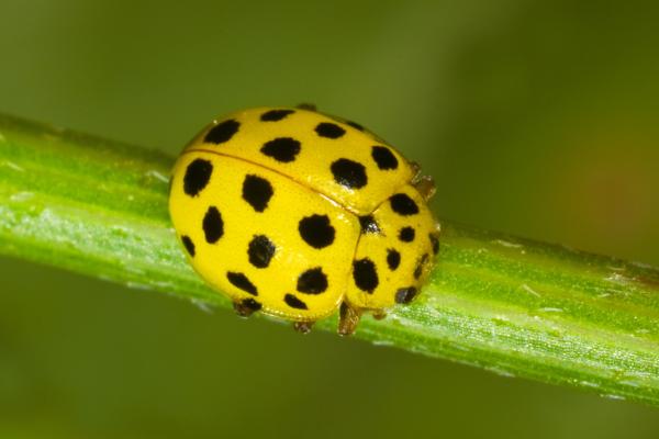 Types of ladybugs - Twenty-two-spot ladybug (Psyllobora vigintiduopunctata)