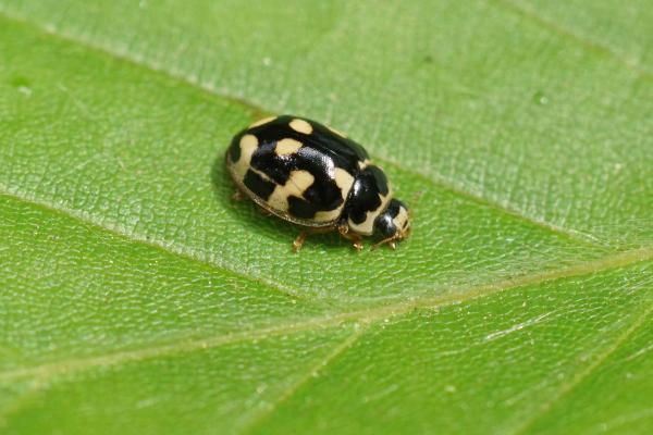 Types of ladybugs - Fourteen-spot ladybug (Propylea quatuordecimpunctata)