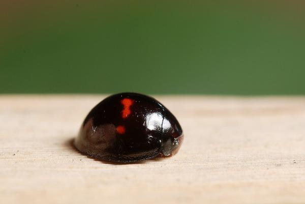 Types of Ladybugs - Heather Ladybug (Chilocorus bipustulatus)