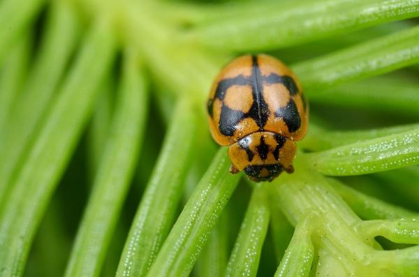 Types of ladybugs - Fir ladybug (Adalia conglomerata)