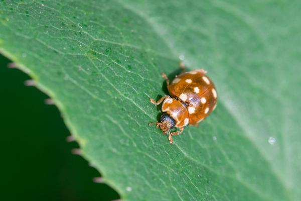 Types of ladybugs - Cream-spotted ladybug (Calvia quatuordecimguttata)