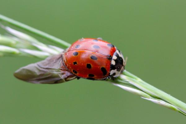 Types of ladybugs - Eyed ladybug (Anatis ocellata)