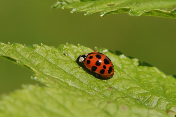 Types of ladybugs - Multicolored Asian ladybug (Harmonia axyridis)