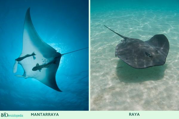 Difference between stingray and stingray – Habitat and behavior