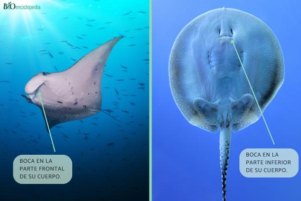 Difference between stingray and stingray - Mouth and gills