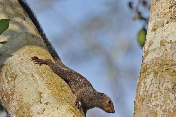 Types of squirrels - Gambian sun squirrel (Heliosciurus gambianus)