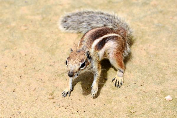 Types of squirrels - Moorish squirrel (Atlantoxerus getulus)