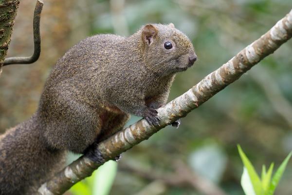 Types of squirrels - Red-bellied squirrel (Callosciurus erythraeus)