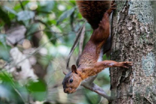 Types of squirrels - Junín red squirrel (Sciurus pyrrhinus)