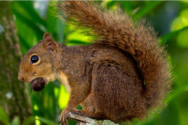 Types of squirrels - Missionary gray squirrel (Guerlinguetus brasiliensis)