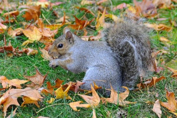 Types of squirrels - Eastern gray squirrel (Sciurus carolinensis)