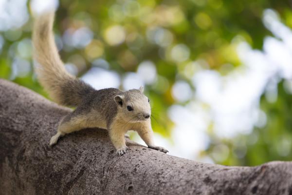 Types of squirrels - Finlayson's squirrel (Callosciurus finlaysonii)