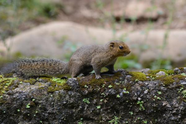 Types of squirrels - Tricolor squirrel (Callosciurusnotatus)